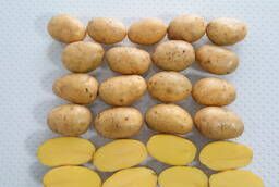 Seed potatoes - Vega Elita