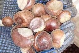 Horse chestnut (fruit) whole wholesale (see description)
