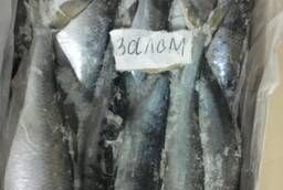 Caspian herring