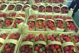 Fresh strawberries of various varieties high quality