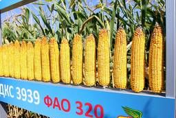 Кукуруза Акция на бесплатные семена кукурузы Монсанта ДКС