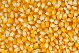 Кукуруза для попкорна машрум