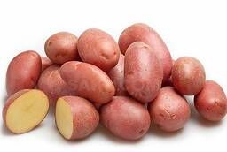Revitalized, certified, elite seed potatoes