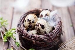 Hatching quail egg