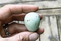 Перепелиное инкубационное яйцо перепел Селадон- голубое яйцо
