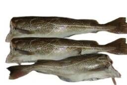 Fish Cod