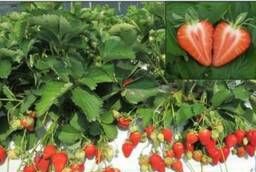 Strawberry seedlings wholesale from 15.00 (OKS)