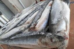 Large herring