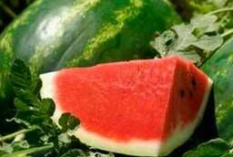Details about   Melon Extraordinary F1 Russian High Quality seeds