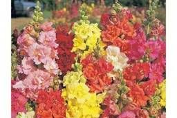 Flower seeds Snapdragon Madame Butterfly (Mix) 1000 pcs