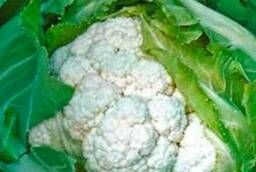 Seeds cauliflower Candide Sharm F1 pack 1000 pcs