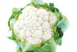 Seeds of cauliflower White Excel F1 pack 1000 pcs
