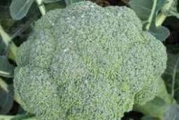 Семена капусты Стромболи F1, Hazera уп 1 000 шт