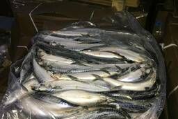 Fresh frozen mackerel wholesale