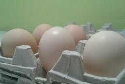 Яйцо инкубационное куриное породы Орпингтон палевый