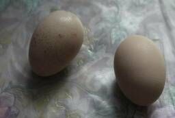 Яйцо куриное инкубационное породы Брама карликовая Изабелла