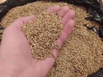 Пшеница мягкая яровая на семена