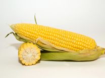 Раннеспелый 3-х линейный гибрид кукурузы