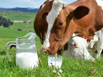 Молоко коровье розница и опт доставка