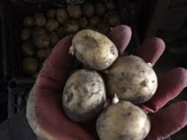 Картофель семенной коломбо