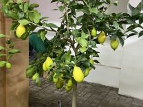 Лимонное дерево, Лимон с огромным количеством плод