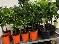 Цитрусовые комнатные растения дерево лимонное/Манд