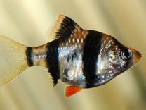 Барбус суматранский Аквариумная рыбка
