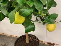 Комнатный домашний Лимон /дерево лимонное плоды 79