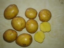 Семенной картофель оптом Коломбо