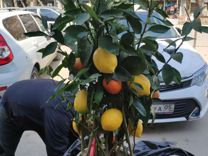 Лимонное дерево, саженцы, растения