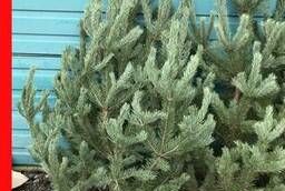New Years pine tree wholesale