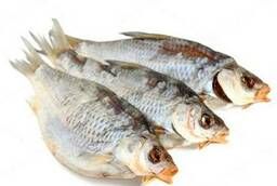 Crucian carp dried Volga wholesale