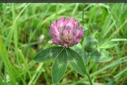 Red clover (Trifolium pratense)