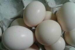 Chicken hatching egg of Shabo breed Colombian white