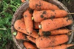 Морковь, сорт каскад