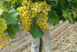 Офигенный местный виноград