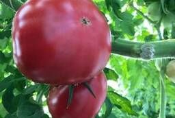 Pink greenhouse tomato
