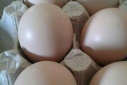 Продается яйцо инкубационное куриное породы Брама палевая