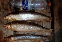 Продам свежемороженую рыбу (омуль)