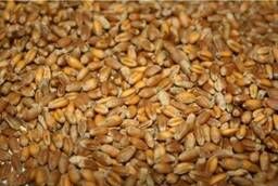 Пшеница фуражная 4-5 класс