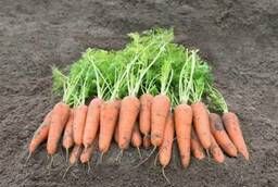 Семена моркови Канберра F1 Bejo уп 1 000 000 шт