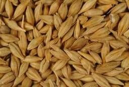 Barley seeds Acha Elite