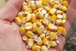 Зерно Кукурузы, дробленная Кукуруза в мешках