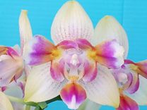Орхидея фаленопсис без названия подросток