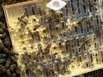 Система Никот для пасеки - вывод маток пчел