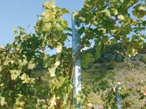 Шпалерные столбы для винограда и малины