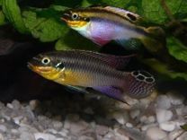 Пельвикахромис Тениатус аквариумные рыбки