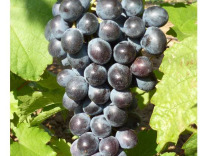 Черенки и саженцы винограда лучших сортов