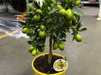 Лимонное дерево/ лимон H 50 см