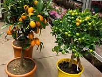 Лимонное дерево/ Мандарин / Кумкват цитрус